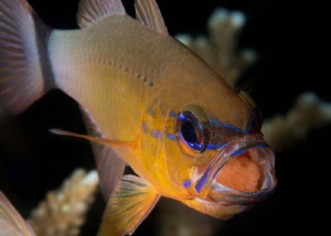 Cardinal fish are believed to eat around 30% of their own... by James Deverich 
